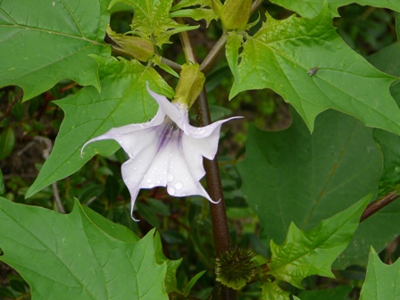 Datura stramonium / Stramonio comune